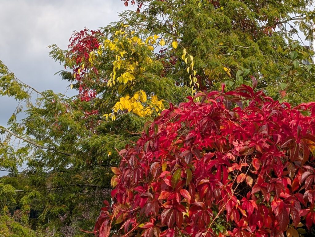 Herbstimpressionen Petra Scherer